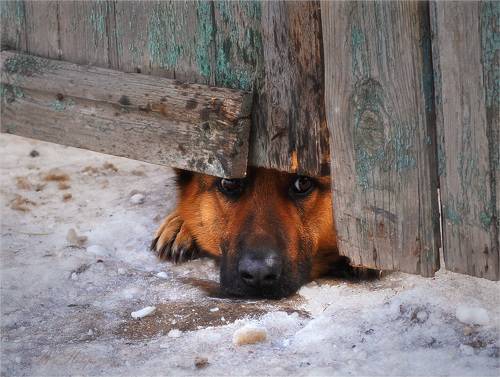 Хочу на волю