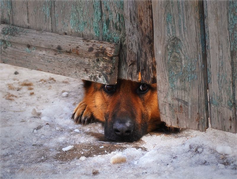 Хочу на волю фото превью