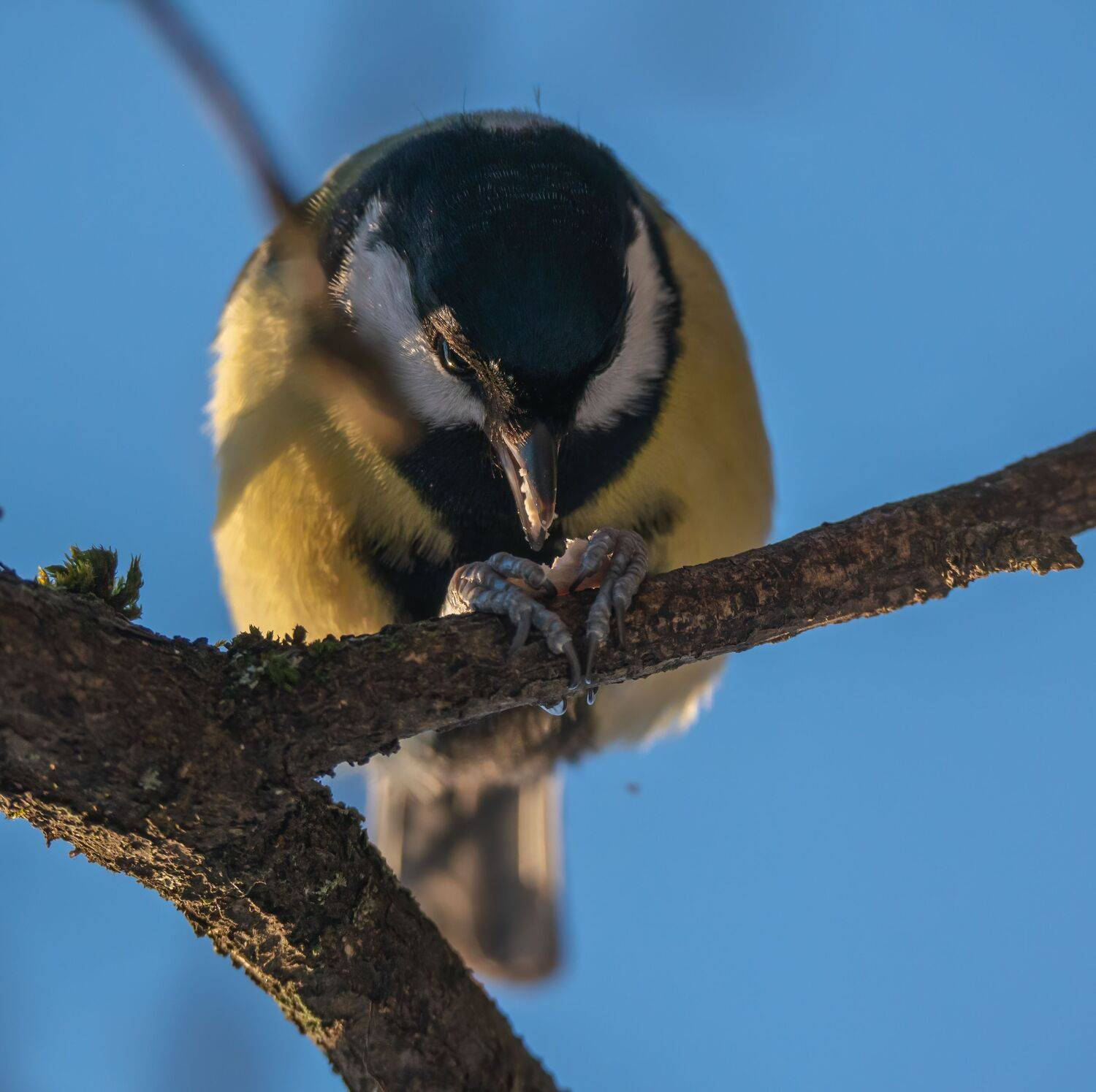 , Константин Дэм
