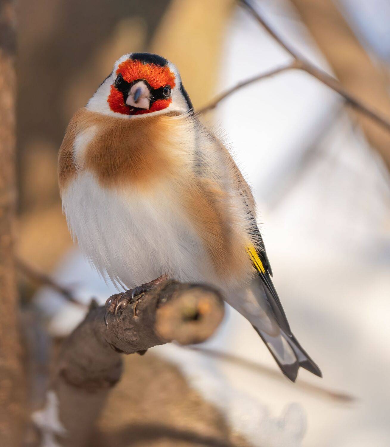 , Константин Дэм