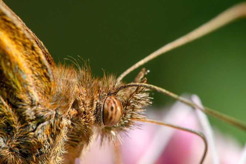 Eye of Brenthis ino фото превью
