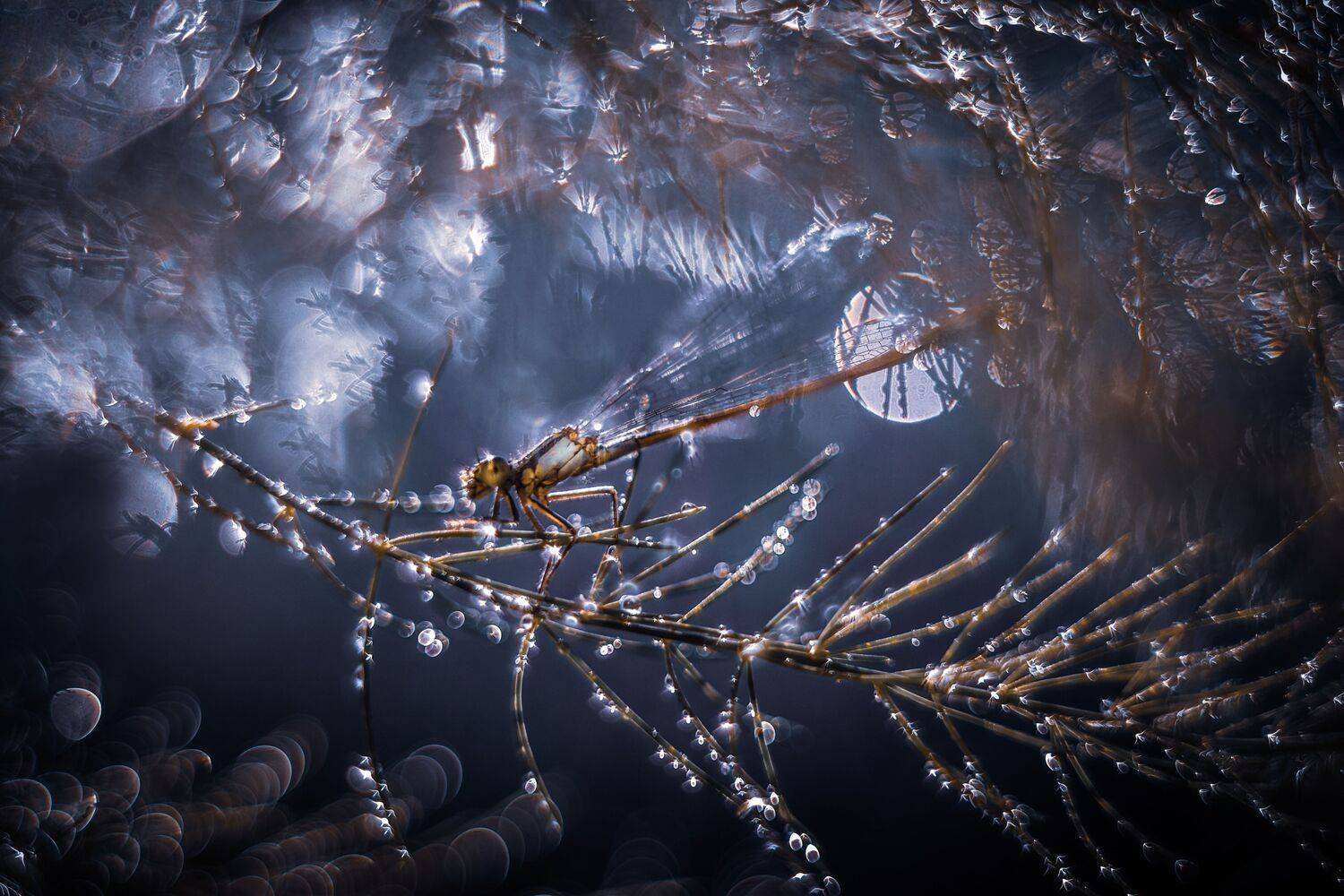 , Лапшина Владлена