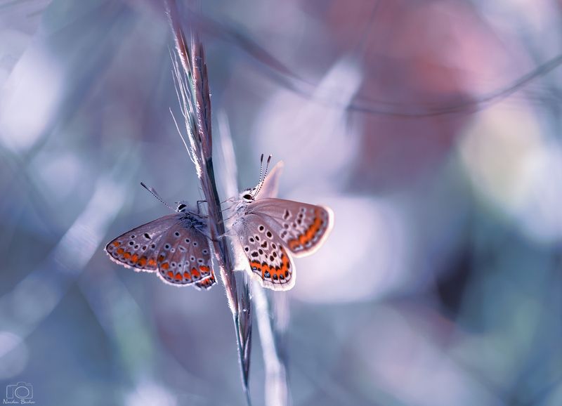 2 0 2 2 фото превью