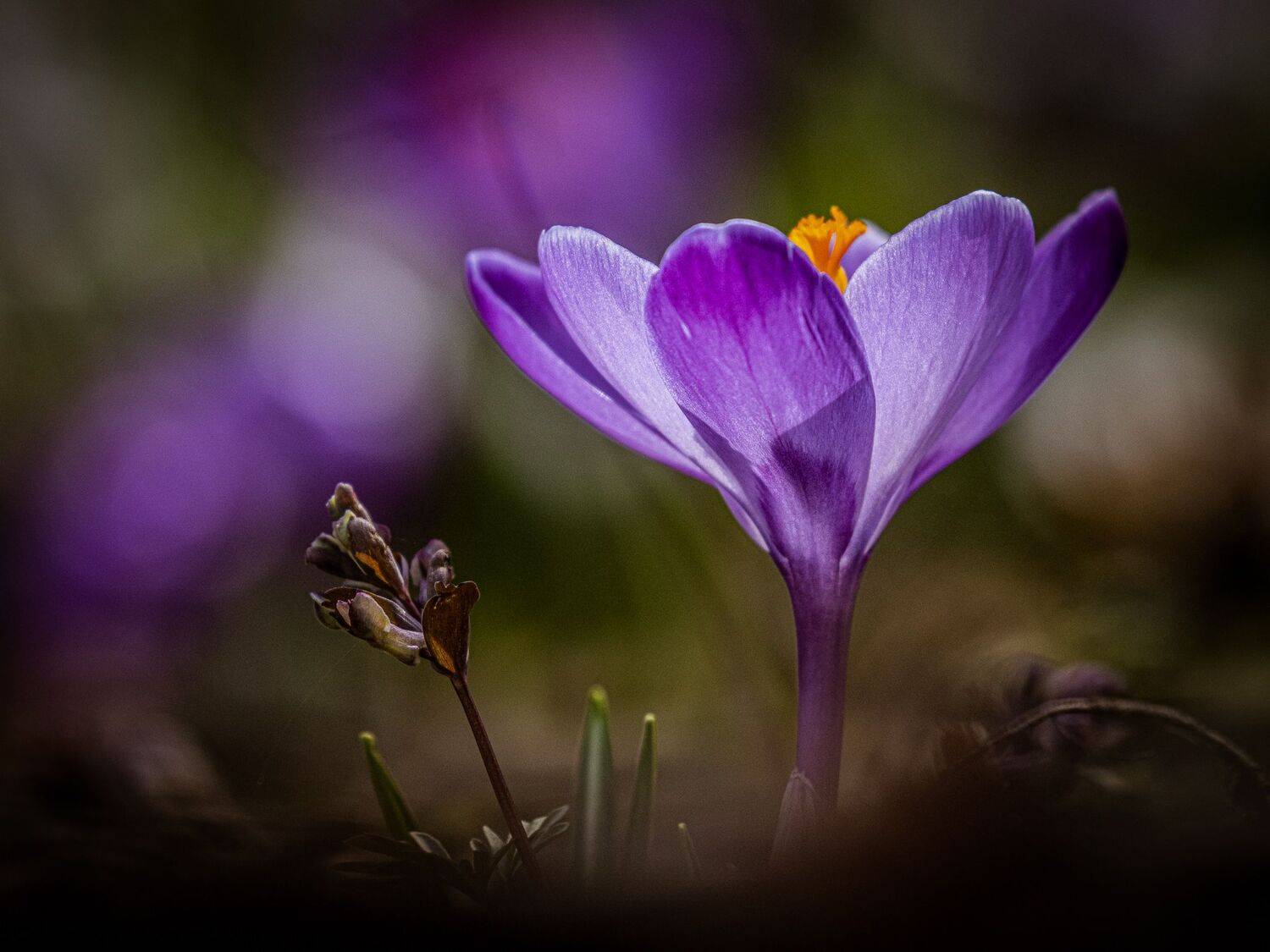crocus, macro, plants, spring, flowers, Анастасия Бравичева