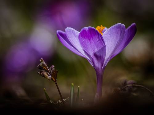 Crocus