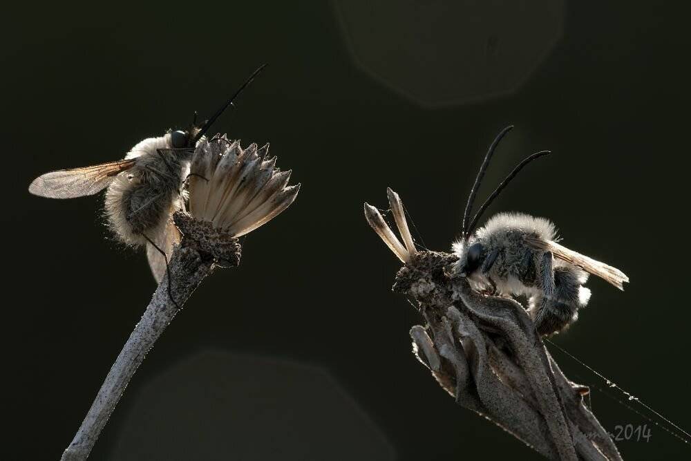 , Игорь ФУММ