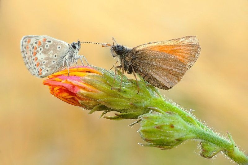 Провокатор ... фото превью