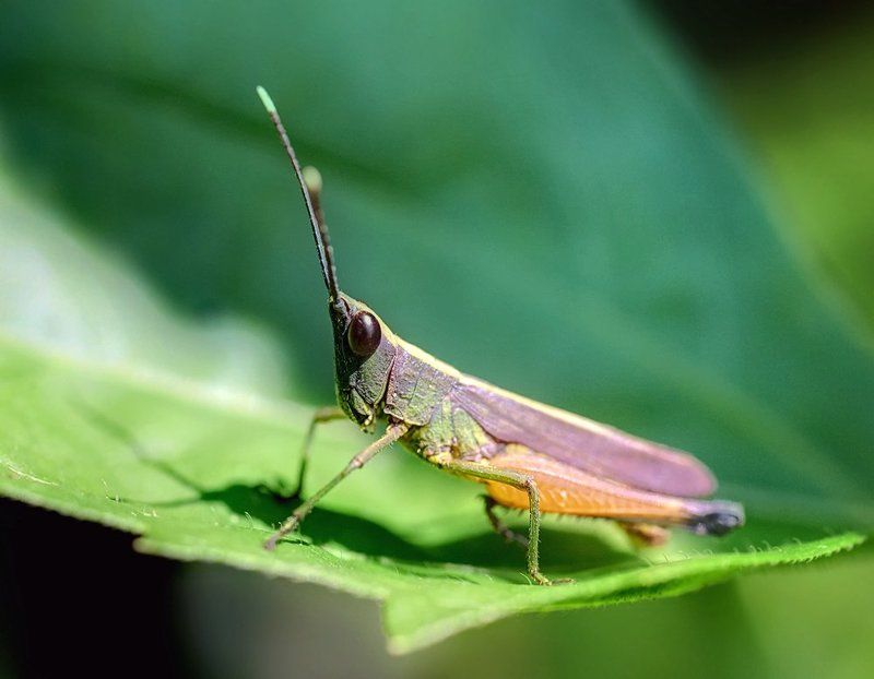 *** фото превью