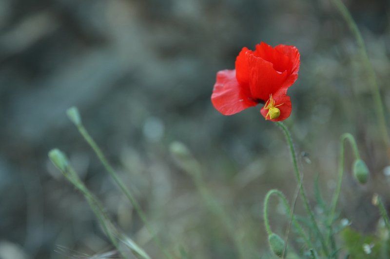 2014, Апрель, Весна, Ликийская тропа, Маки, Паучок, Средиземное море, Турция А где-то уже лето фото превью