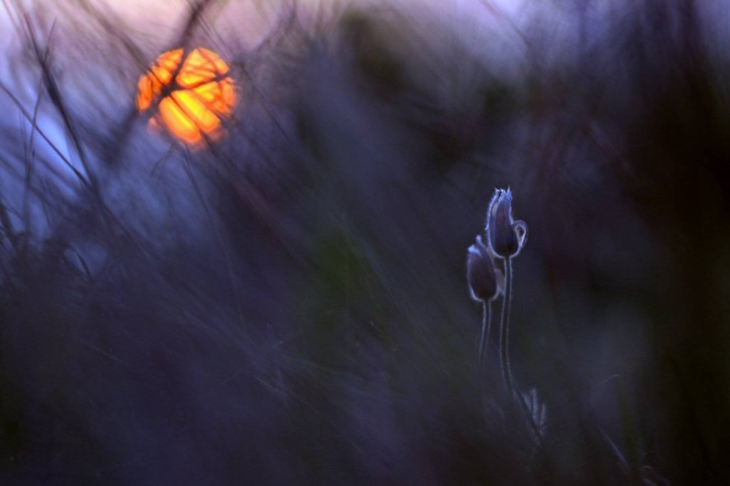 , Petr &Scaron;ed&yacute;