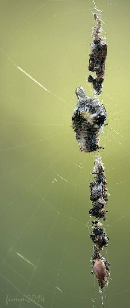 , Игорь ФУММ