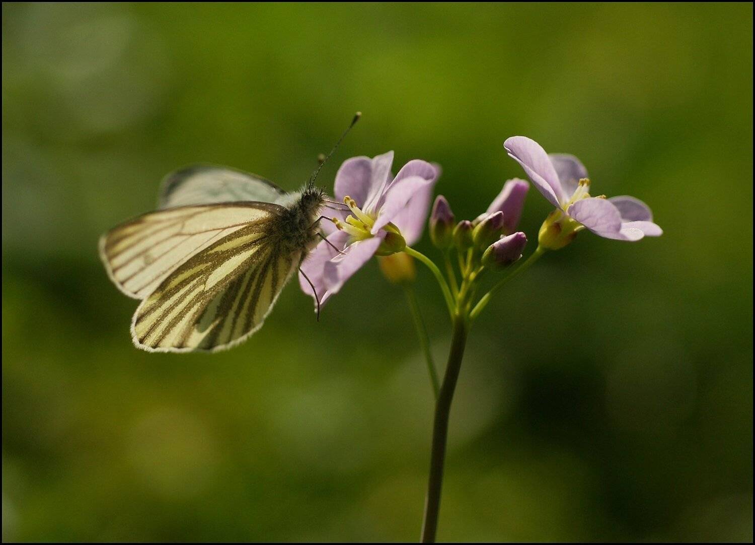 , Krzysztof Trojanowski