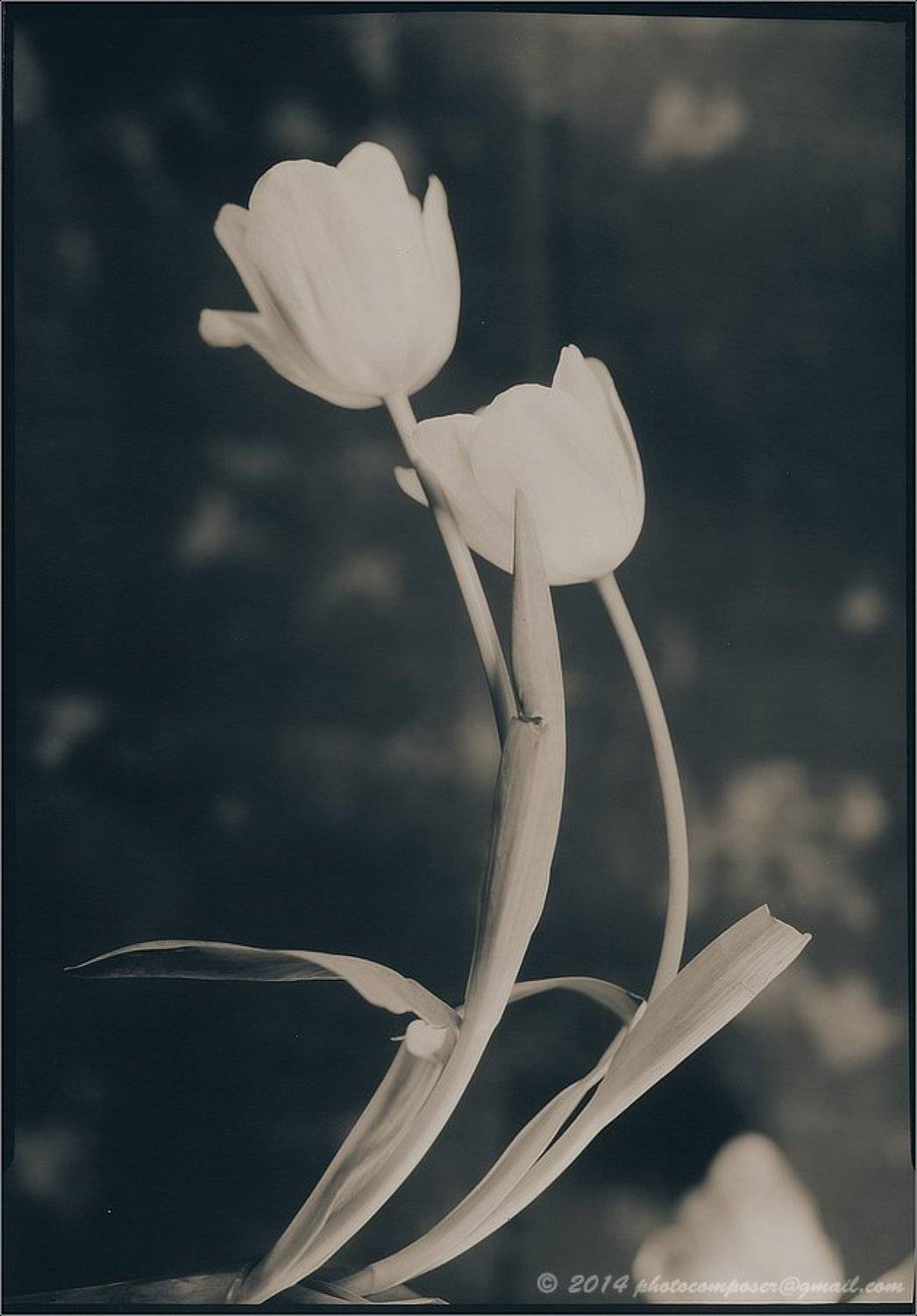 Paper negative, Pilgrim