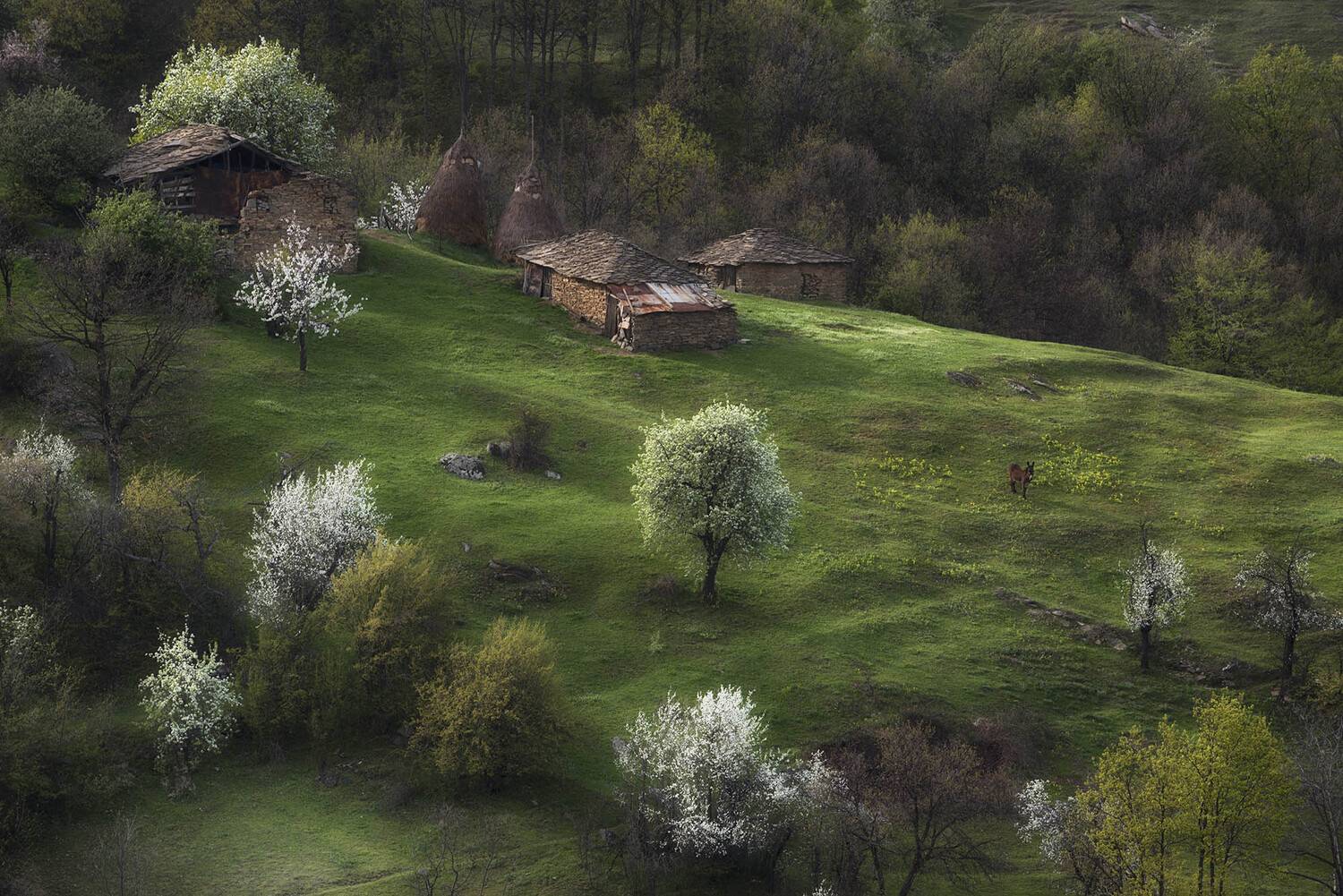 Болгария, Весна, Родопи, Красимир Матаров