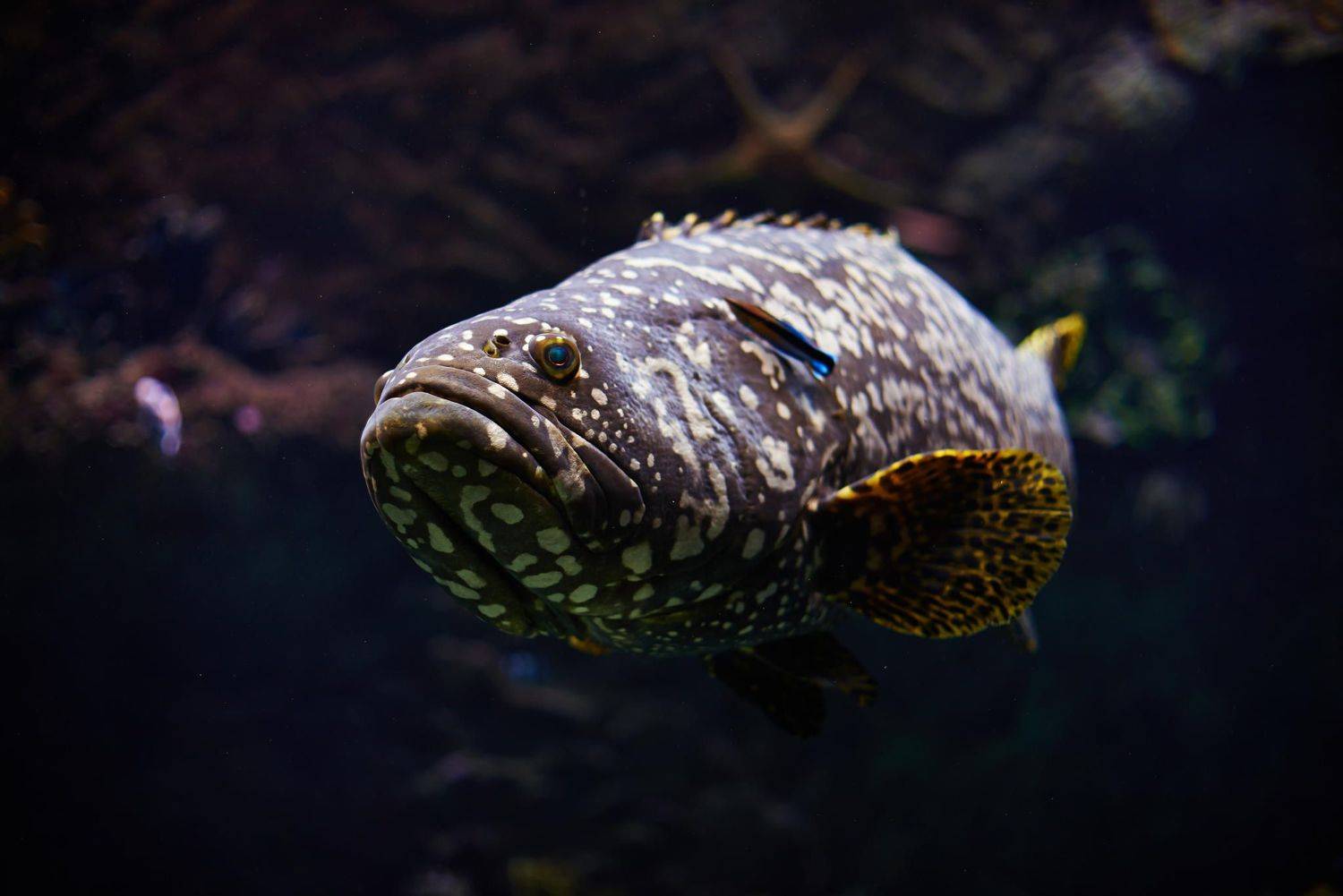 Coult, Nikon, Олег Емельянов