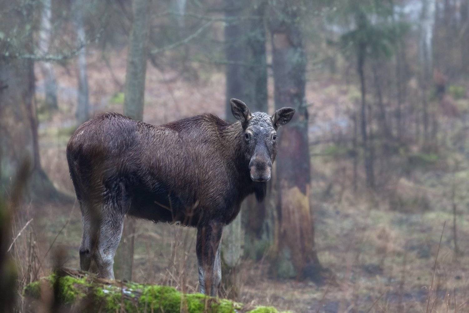 , Алексей Шандуров