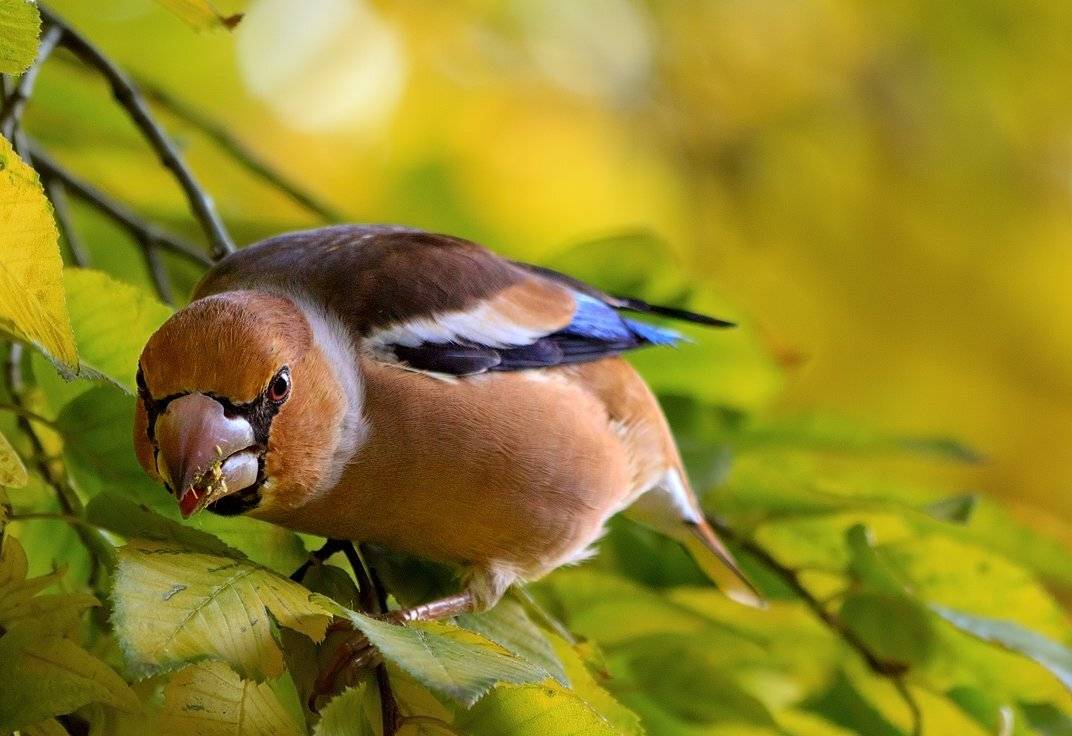 , Алексей Горохов