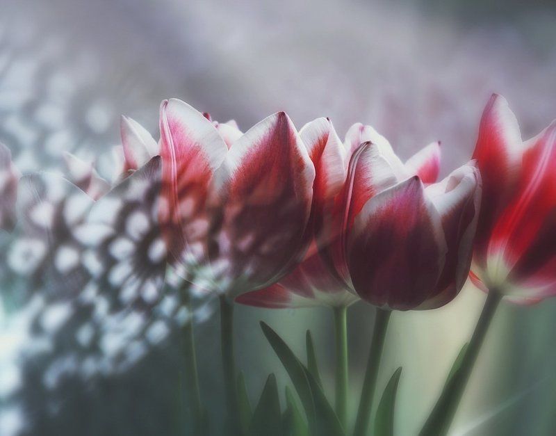 /// фото превью