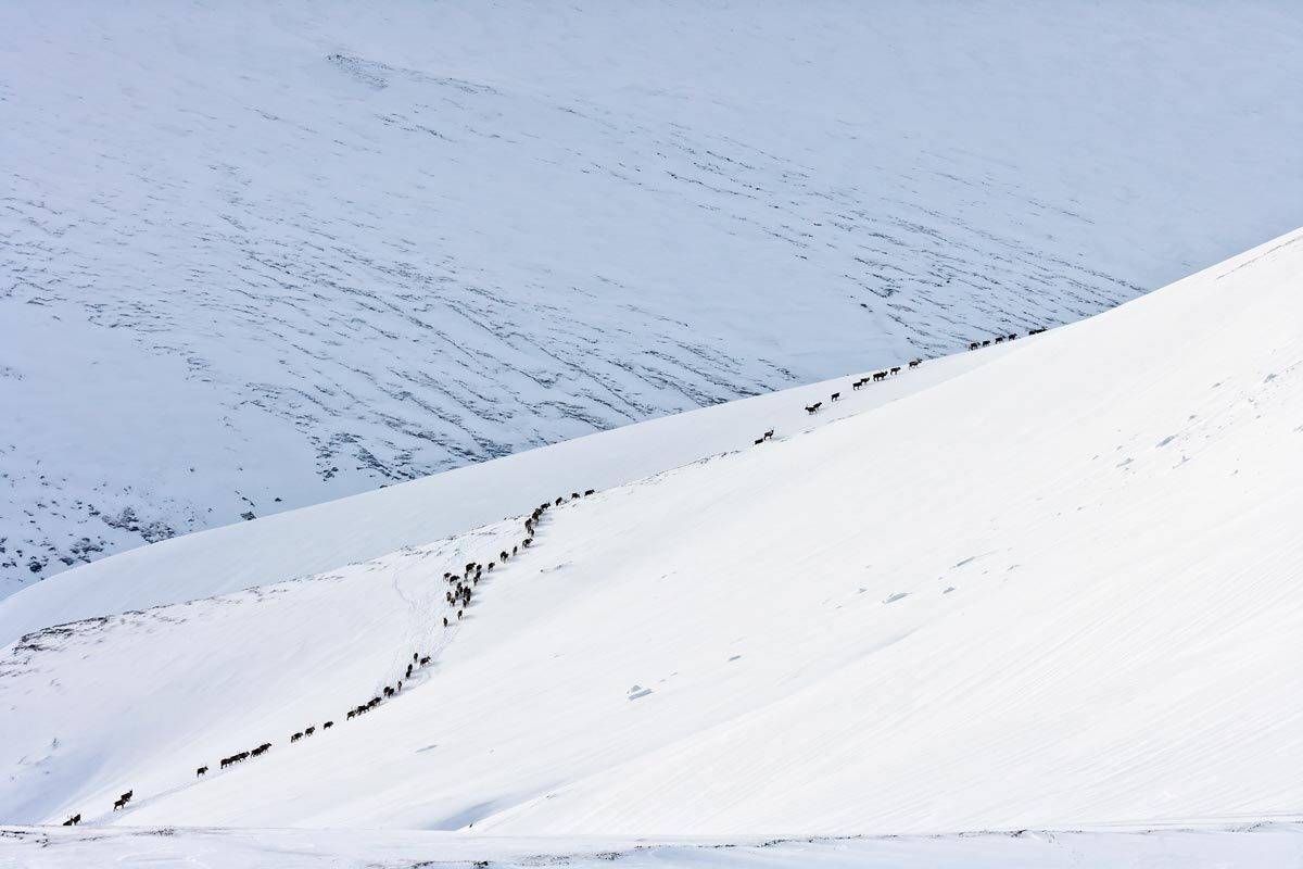 олени, остров беринга, командоры, Дмитрий Уткин