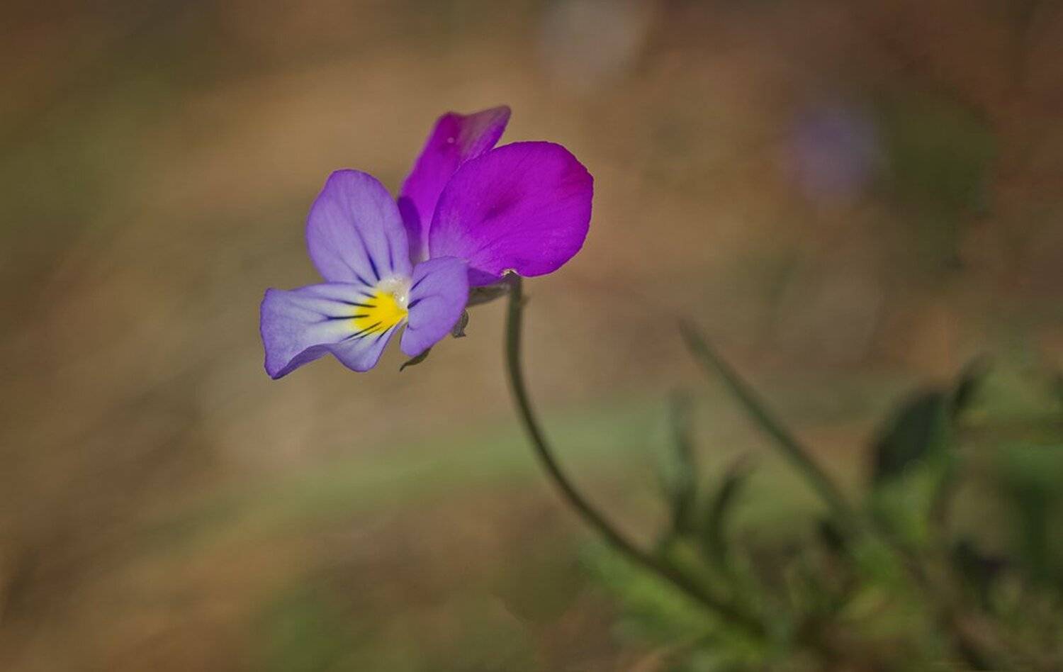 , Ирина Костова