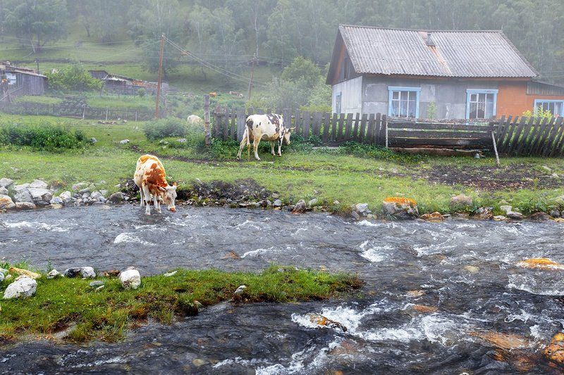 Утро в деревне фото превью