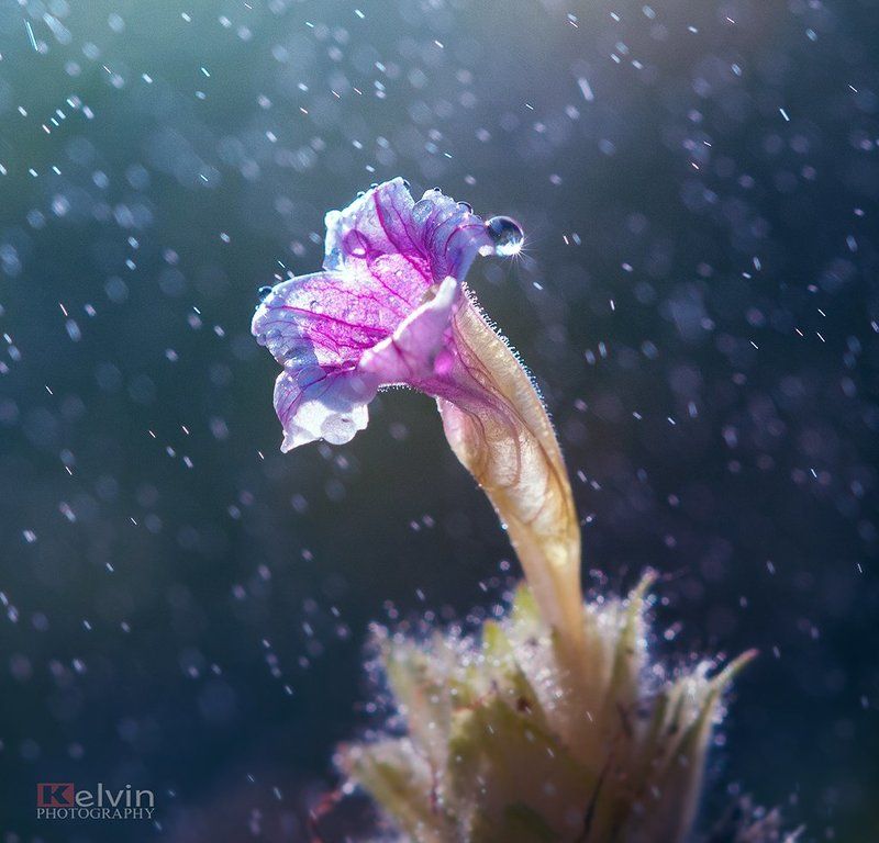 Mưa Hoa фото превью