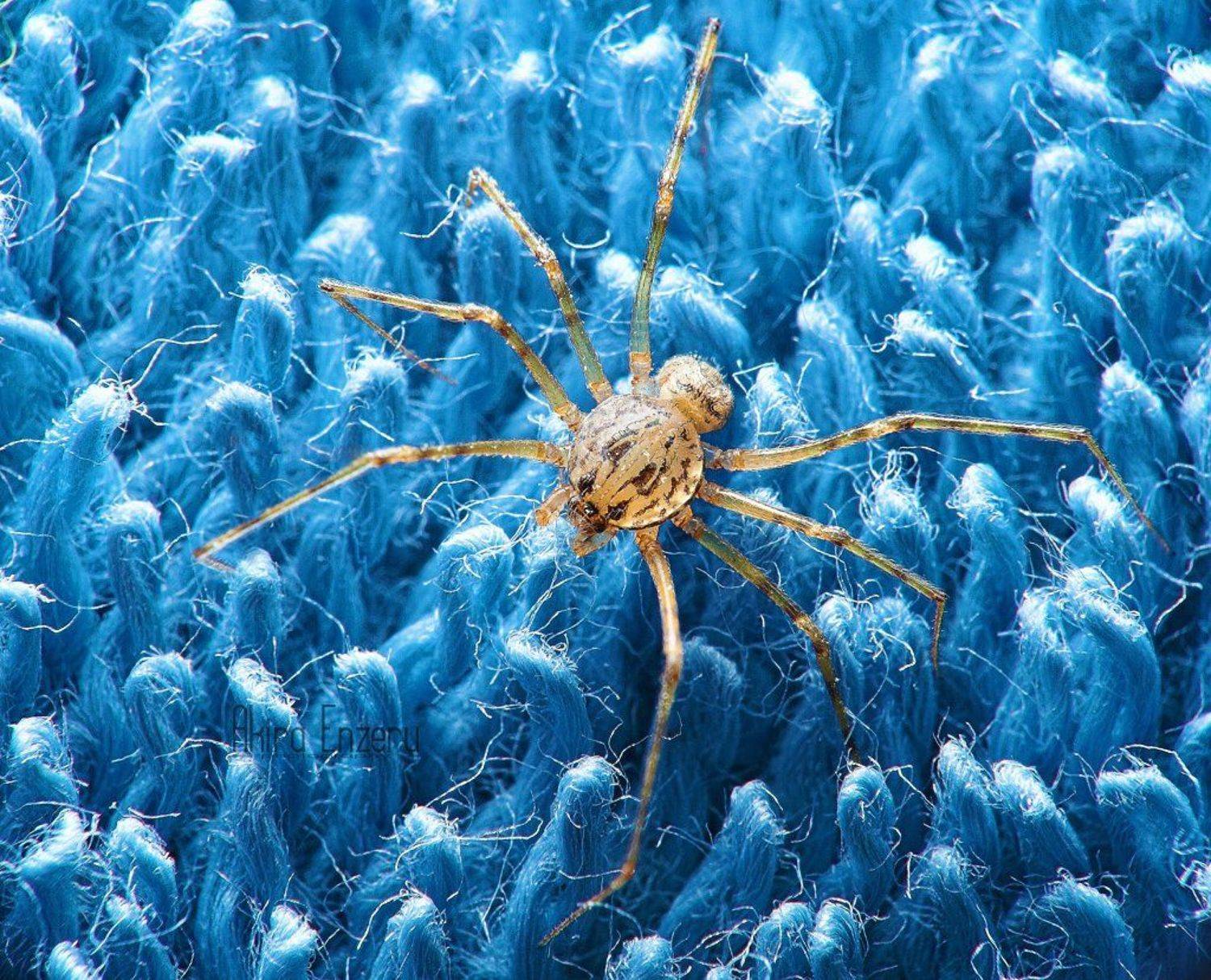 Blue, Macro, Spider, Enzeru Akira