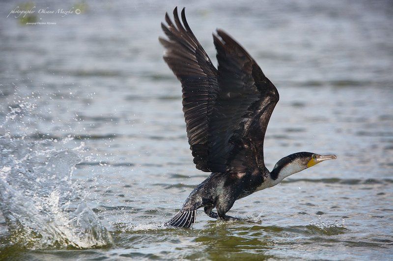 КЕНИЯ . М (Средний размер) фото превью