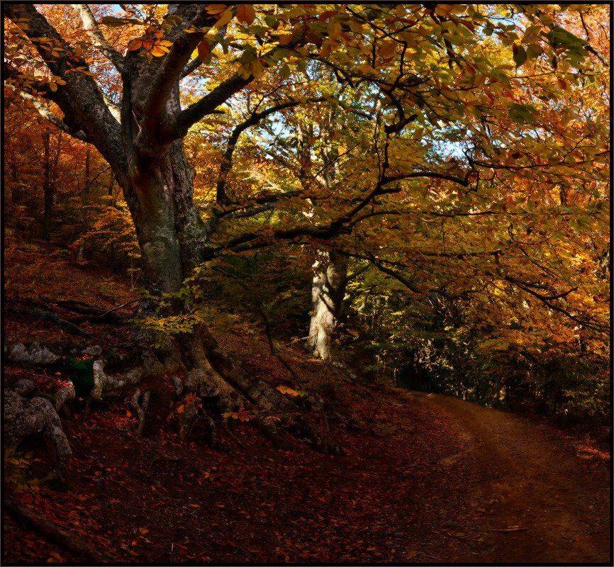 крым, лес, осень, Владимир Метцгер