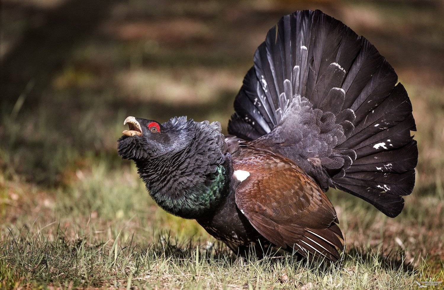 , Eugenijus Kavaliauskas