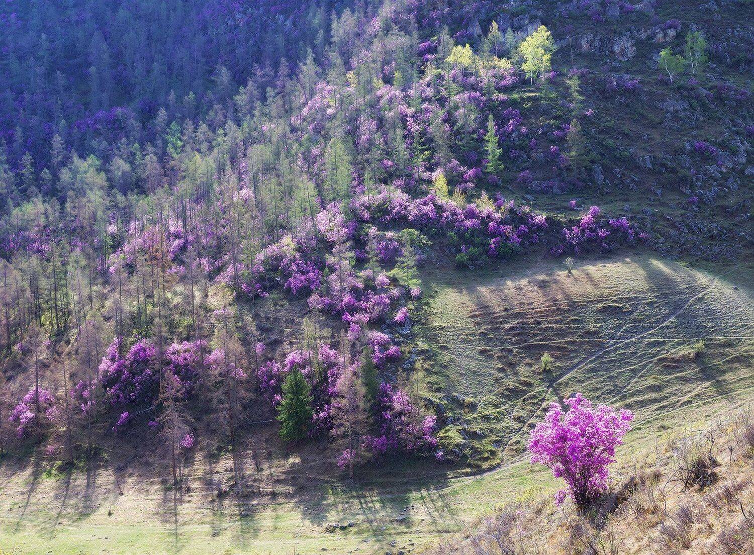 , Лещёнок Александр