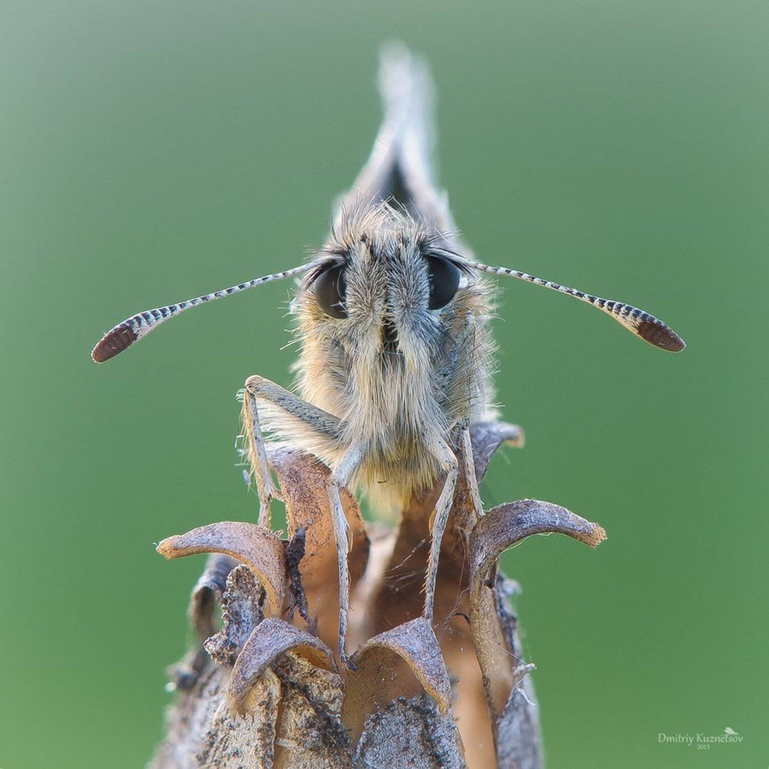 , Кузнецов Дмитрий