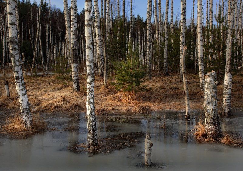Саврасовские зарисовки фото превью