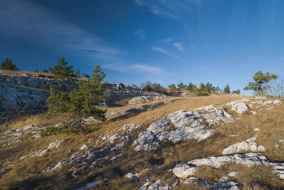 , Саша  Вайсберг / Waldschnepfe /