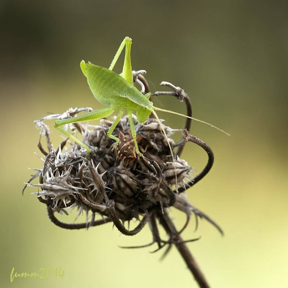 , Игорь ФУММ