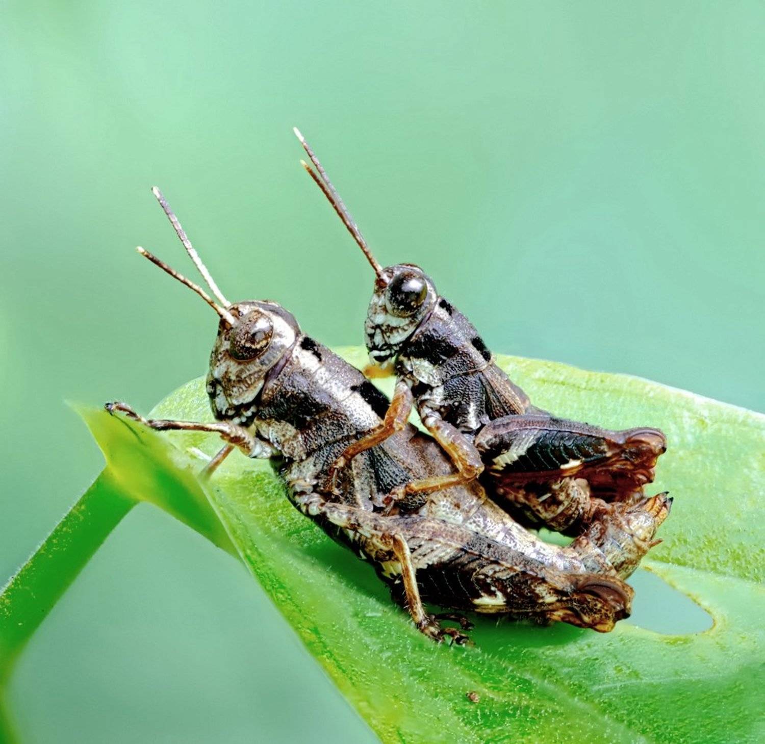 Closeup, Lao, Laos, Лаос, Макро, Alexey Gnilenkov