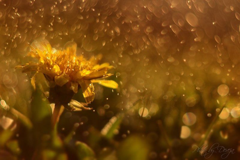 Taraxacum officinale фото превью