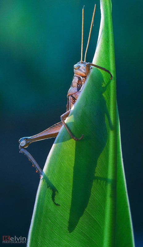 KEL фото превью