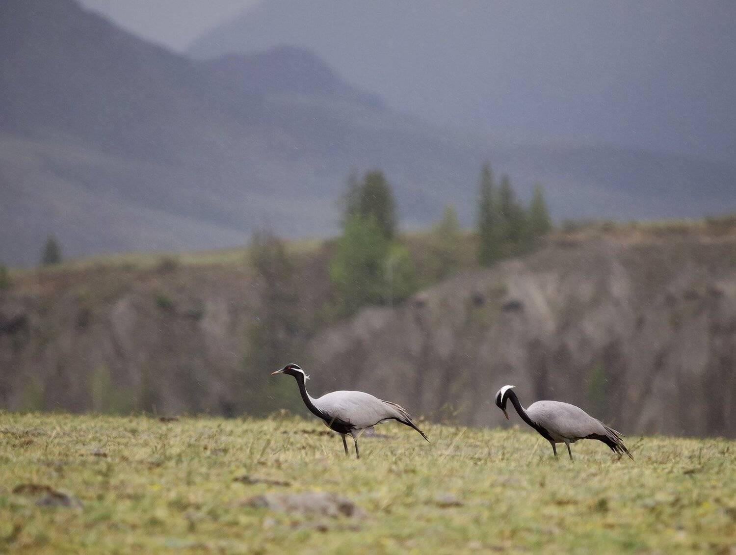, Лещёнок Александр