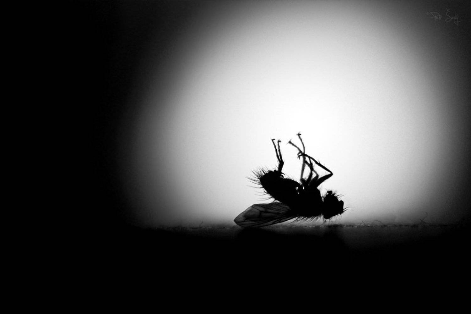 , Petr &Scaron;ed&yacute;