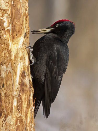 Dryocopus martius