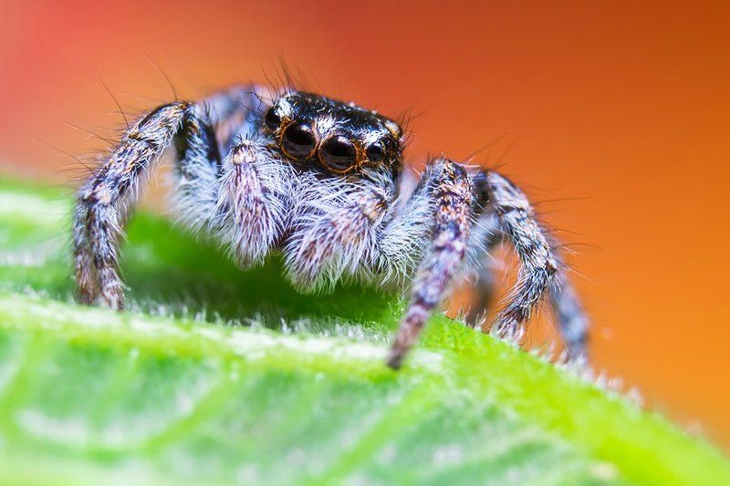 Jumping spider фото превью