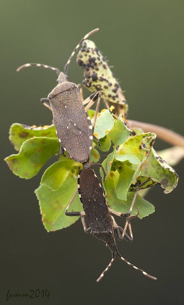 , Игорь ФУММ