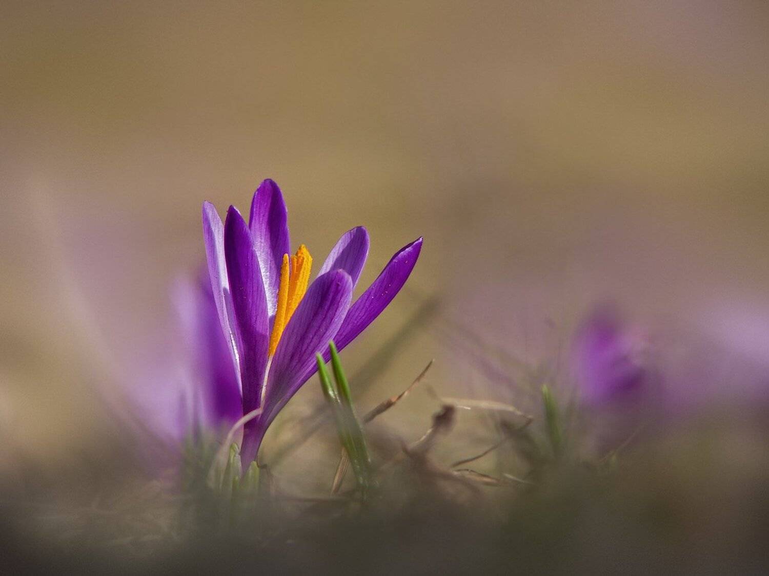 , Ирина Костова