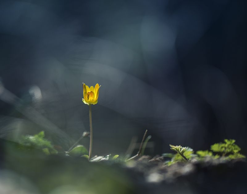 Весна, Контражур, Цветы Весна в контражуре фото превью