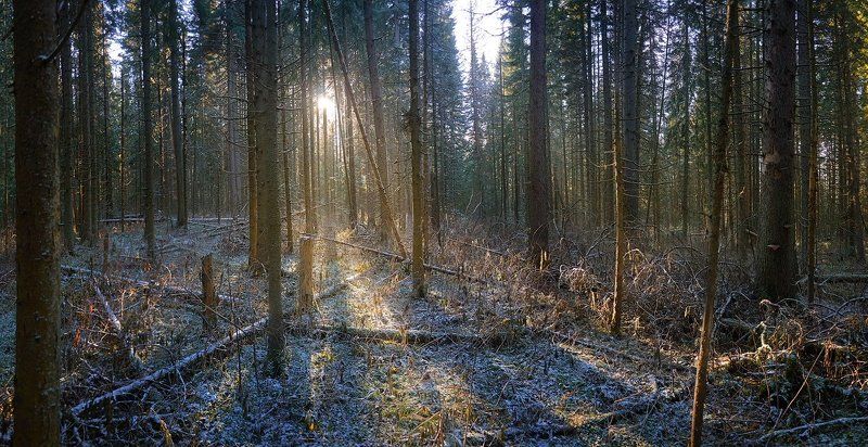 Иней, Лес, Осень, Первый снег, Свет, Сибирь, Томск, Томская область, Утро Утро в еловом лесу или снова в поисках мишек. фото превью