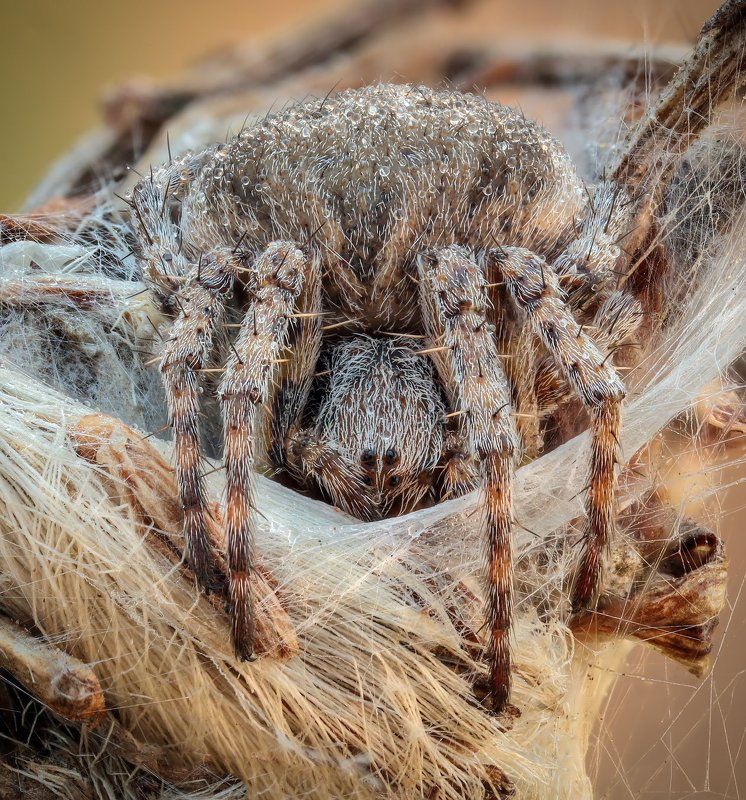В гнезде фото превью