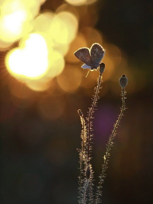 Вот-вот сейчас, сверкнув, раскину крылья  и улечу. фото превью