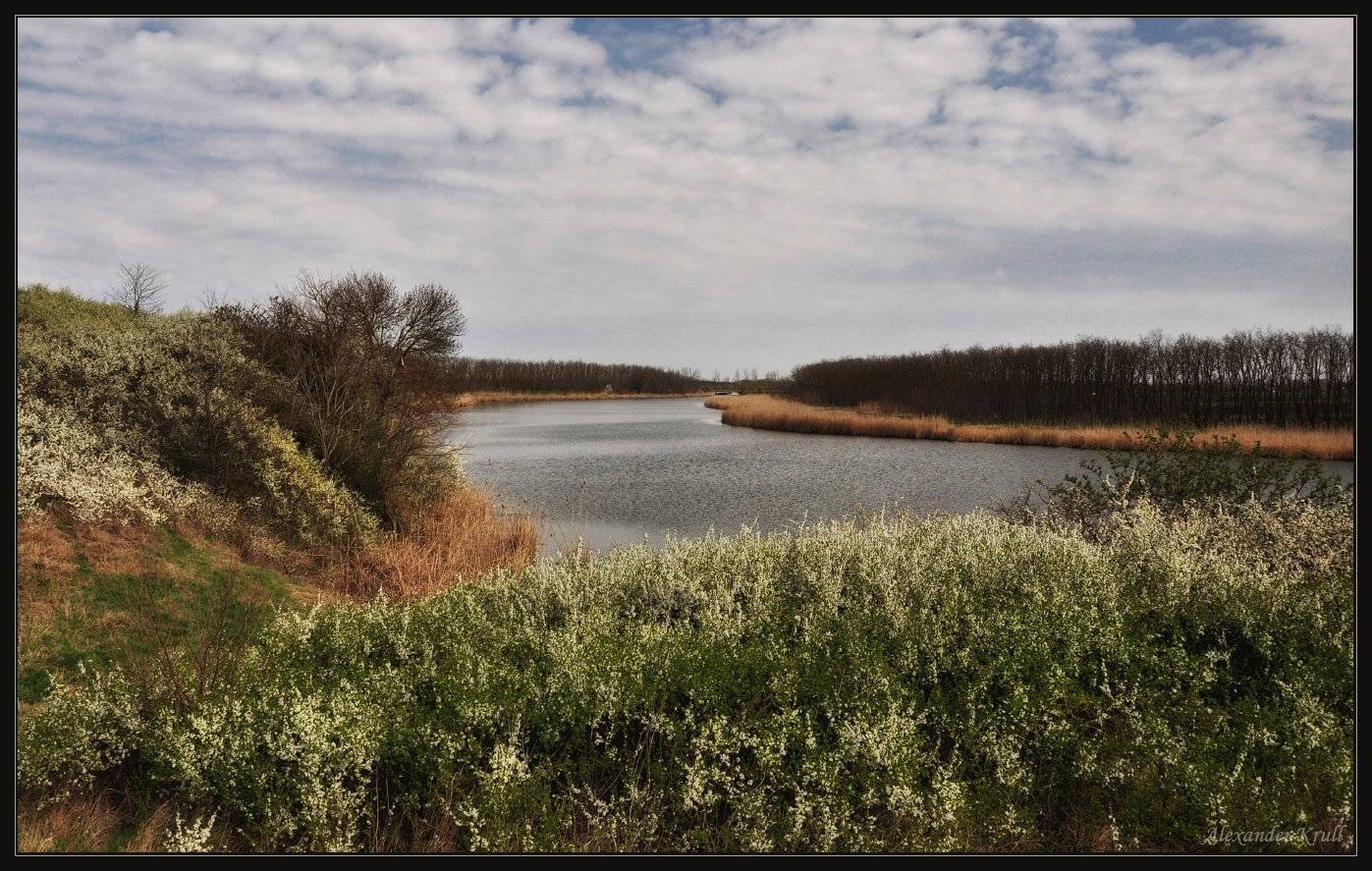 весна, терновник, Александр Круль