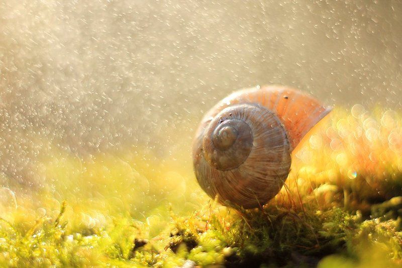 @ фото превью